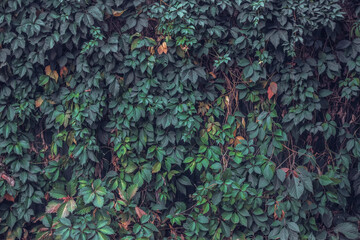 Autumn background in rustic style. The wall of the old barn and the thickets of wild grapes	