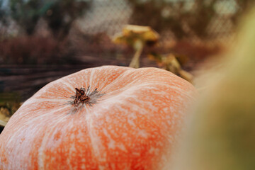 Close-up of big pumpkin on the bed, concept of the autumn harvest