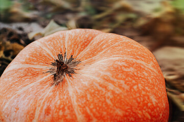 Close-up of big pumpkin on the bed, concept of the autumn harvest