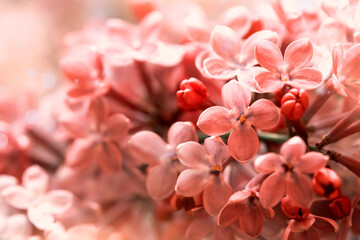 pink flowers close-up, cute floral background
- 386615651