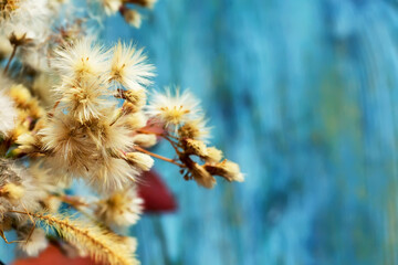 cute fluffy flowers on a blue background, still life photo - 386615828