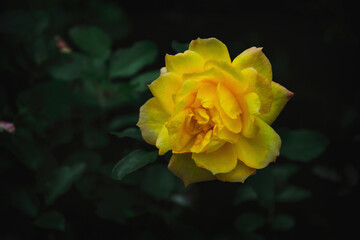 Delicate flower of a yellow autumn English tea rose in the garden	