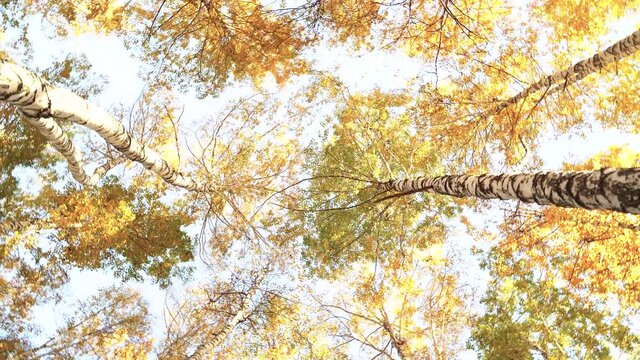 Video of autumn trees with yellow leaves on a sunny warm day