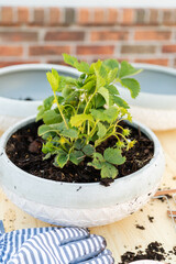 Strawberry plant