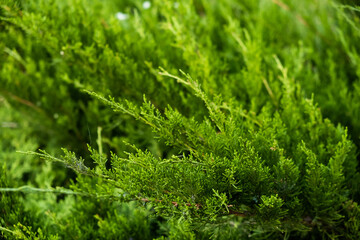 background of greenery and leaves close-up on a sunny day
