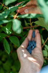 person picking up a honeysuckle berry