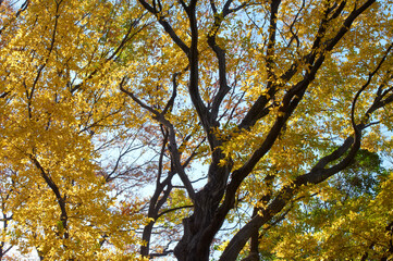 黄色く黄葉した落葉広葉樹の木々