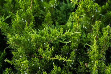 background of greenery and leaves close-up on a sunny day