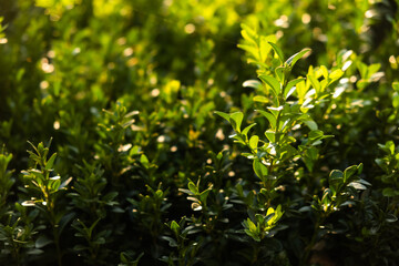 background of greenery and leaves close-up on a sunny day