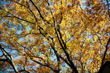 黄色く色づいた栗の木