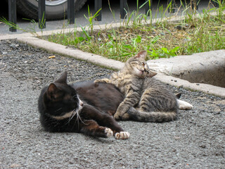 Stray cats mama and a baby on the ground