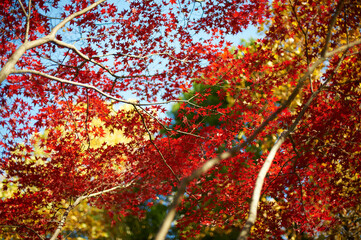 青空に黄葉と緑の木を背景に紅く色づいたﾓﾐｼﾞ