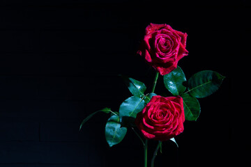 two roses of red color with green leaves with droplets on the leaves on a black matte background. banar place for text..