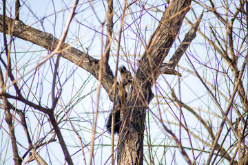 Fototapeta na wymiar A squirrel on the tree tunk background
