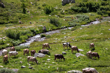 Formazza (VCO), Italy - June 25, 2020: Cows near Lake Vannino, Formazza Valley, Ossola, VCO, Piedmont, Italy
