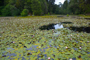 Small lake with waterlilies on surface in Valdivia, Chile