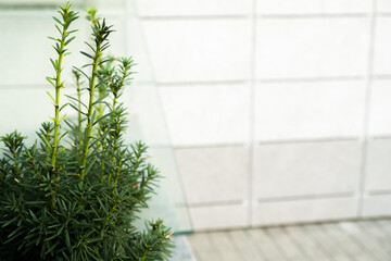 green plant on white wall background