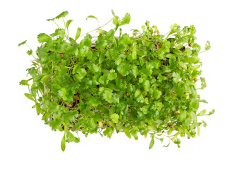Microgreens, micro greens - cilantro seedlings, sprouted cilantro seeds isolated on white. - obrazy, fototapety, plakaty