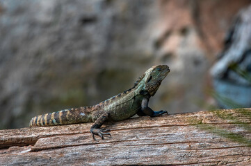 Eastern Water Lizard On Log