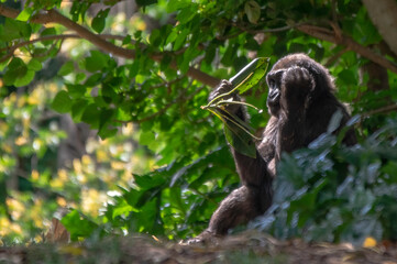  Gorilla with Leaves