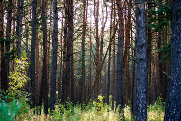 Fototapeta na wymiar Young pine forest on a sunny july day. Beautiful coniferous forest 