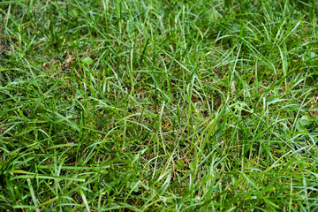 background of greenery and leaves close-up on a sunny day