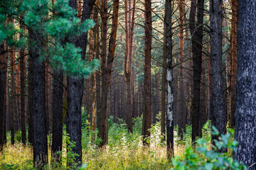 Obraz premium Young pine forest on a sunny july day. Beautiful coniferous forest 