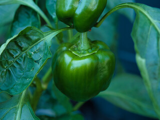 OLYMPUS DIGITAL CAMERA　ピーマン