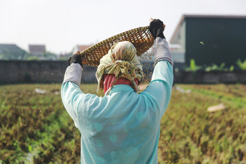 Close up of asian woman farmer harvesting rice in countryside.back farmer sifting rice during the harvesting process 