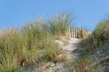 Fototapeta na wymiar Sand dune of Quend beach in the bay of Somme