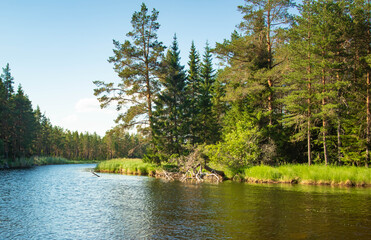 Naklejka premium lake in the forest