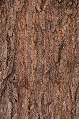
tree bark close up