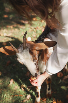Girl in a white dress is feeding a domestic red white goat from her hand. Vertical photo. Country life, farm animals