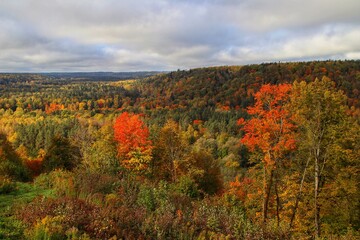 Obraz premium Autumn in the Gauja National Park in Latvia, Baltic States, Europe