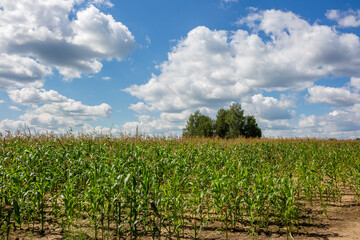 Fototapeta na wymiar Young fodder corn in an agricultural field. Rural summer landscape 