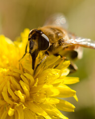 bee on yellow flower