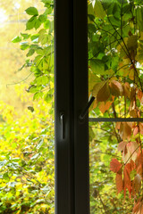 Window overgrown with thickets of grapes outside, view from the room, vertical
