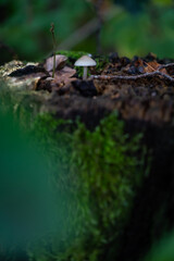 A scene from the woods in autumn, very shallow focus.