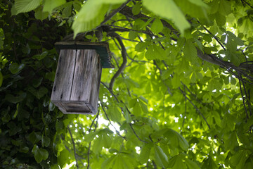 Chestnut tree with a wooden starling-house in a sunny spring day