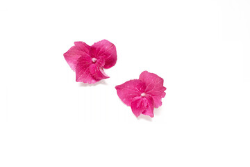 Two isolated pink hydrangea flower petals on a white background top view