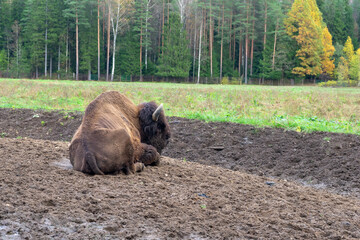 Large bull bison in the national park against the backdrop of nature.