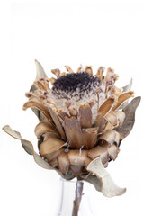 Dried protea flower in glass vase on a white background, close up side view