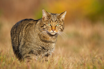Naklejka na ściany i meble European wildcat, felis silvestris, walking on sunlit meadow in autumn nature. Stripped mammal hunter looking to the camera on dry grass. Animal wildlife on field in fall at sunset.