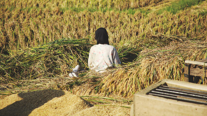 Traditional  farmer harvesting rice on rice field. The farmer sitting and sifting rice during the harvesting process