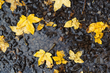 Autumn rainy weather. Autumn background. Yellow leaves floating in a puddle. It's raining.