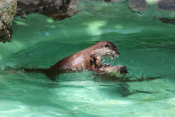 Two otters playing