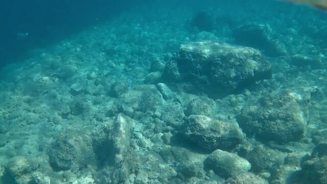 View of the saddled seabream or Oblada melanura also called the saddle bream or oblade