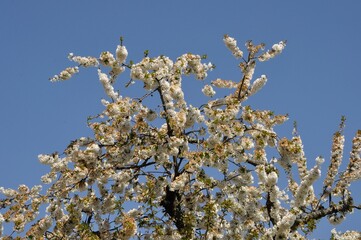 Cherry blossom in a garden