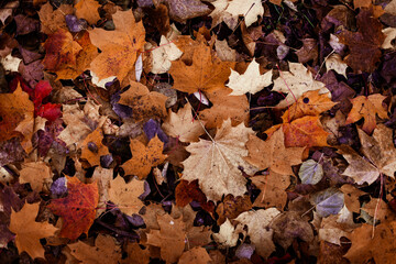 Fallen brown maple leaves top view, autumn foliage and mood, background