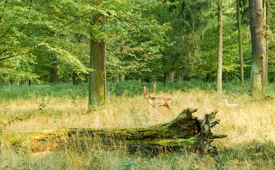 Tiergarten Hannover